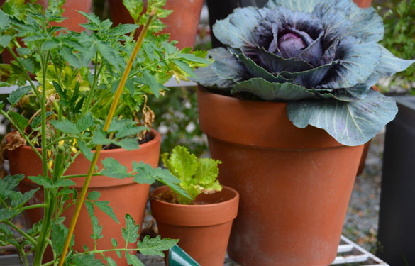 Taller de huerta en macetas - Laura Di Cola