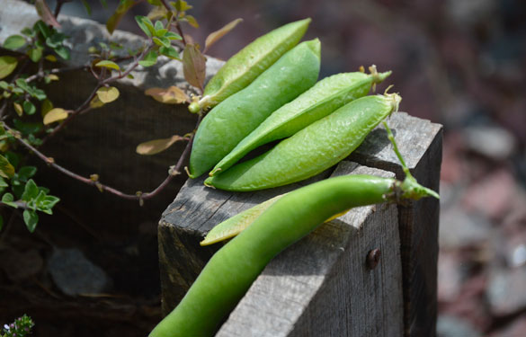 Taller de huerta en macetas - Laura Di Cola