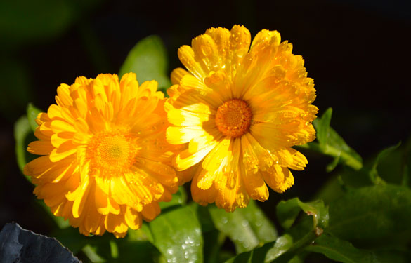 Taller de huerta en macetas - Laura Di Cola