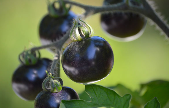 Taller de huerta en macetas - Laura Di Cola